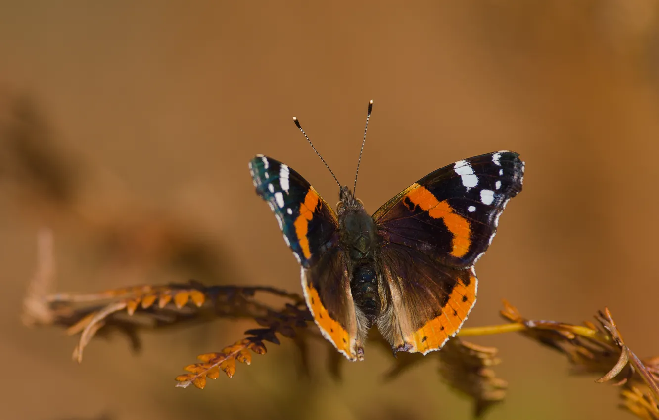 Photo wallpaper wings, stem, antennae, Moth, wings, bokeh, bokeh, stalk