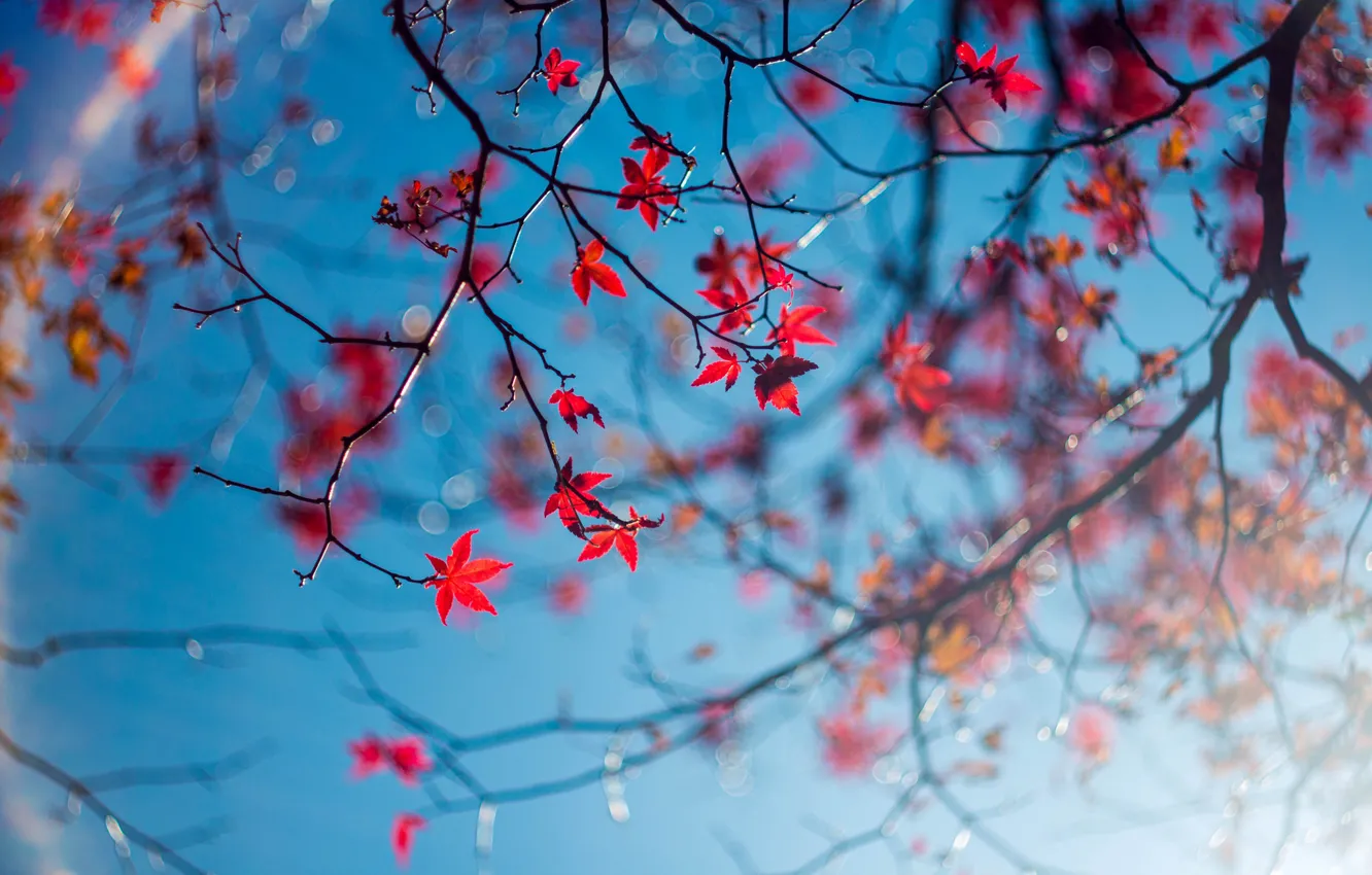 Photo wallpaper autumn, the sky, leaves, macro, branches