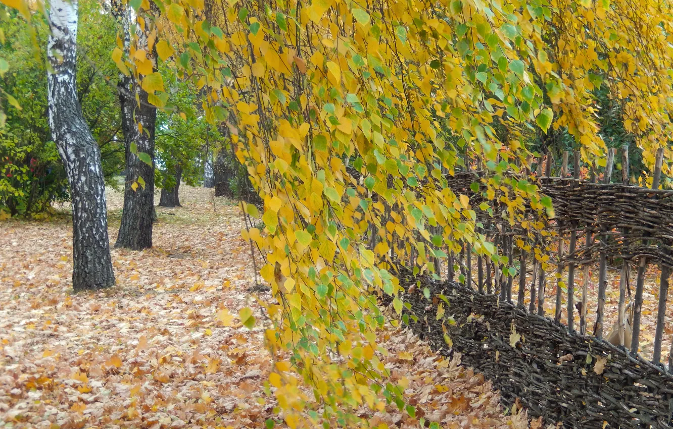 Photo wallpaper autumn, grass, leaves, widescreen, Wallpaper, wallpaper, birch, widescreen