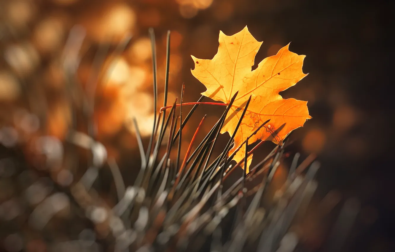 Photo wallpaper autumn, needles, autumn leaf