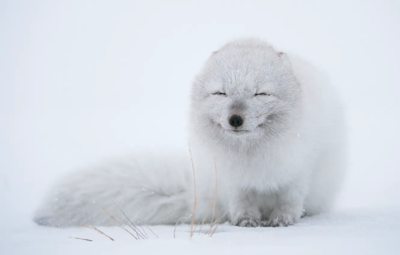 Photo wallpaper winter, snow, Fox, he closed his eyes