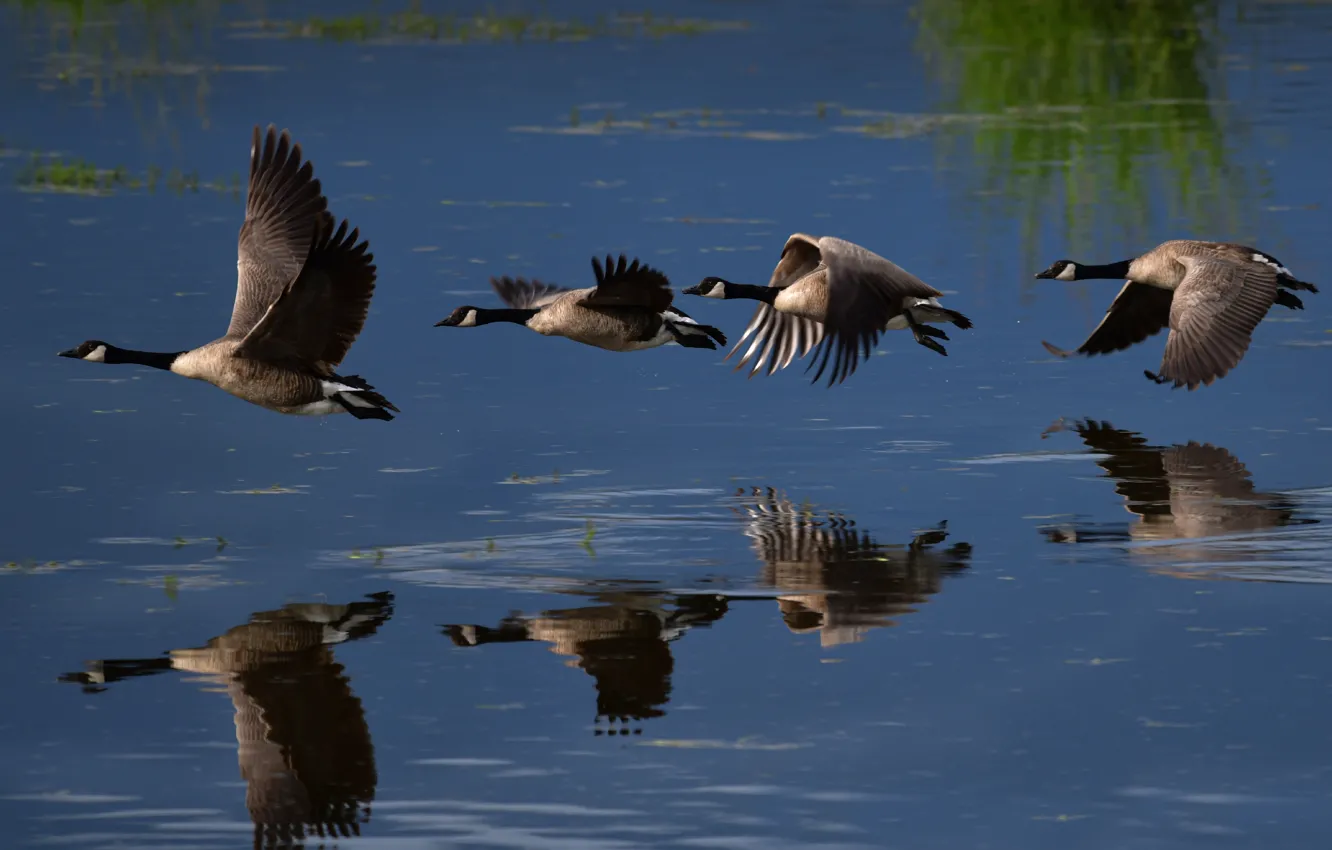 Photo wallpaper flight, birds, reflection, pack, pond, goose, geese, fly