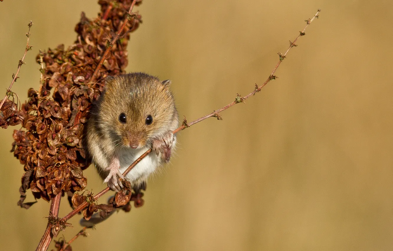 Photo wallpaper plant, branch, mouse, red, vole