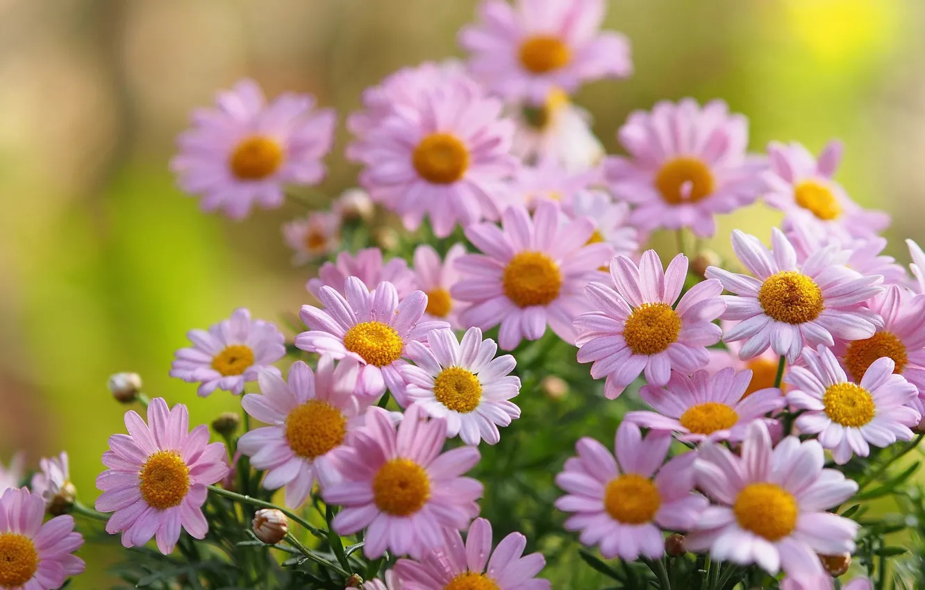 Photo wallpaper chamomile, petals, blur, pink