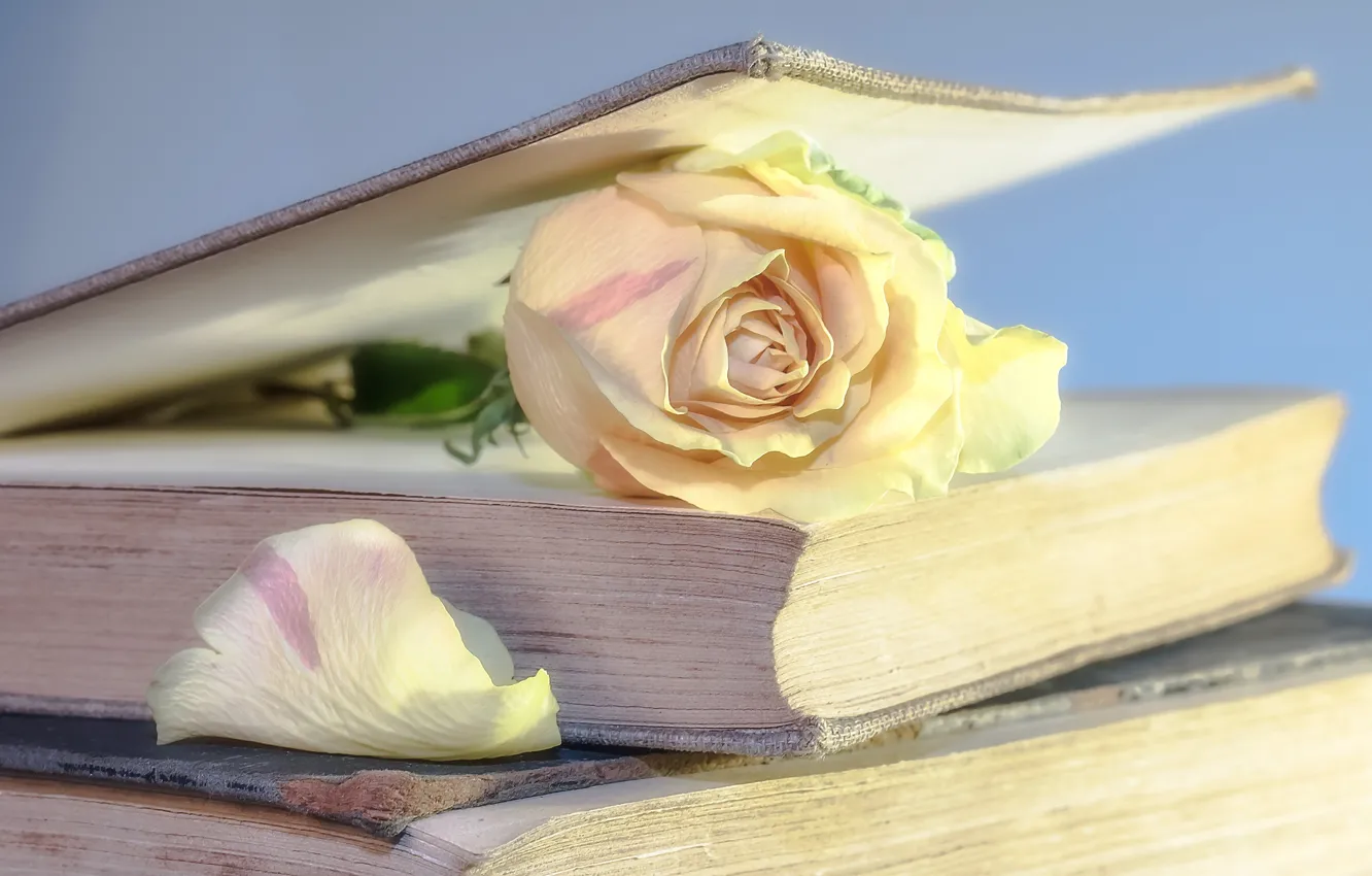 Photo wallpaper roses, petals, book