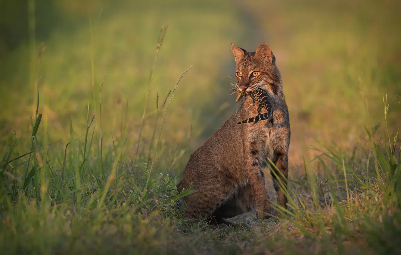 Photo wallpaper field, lynx, mining