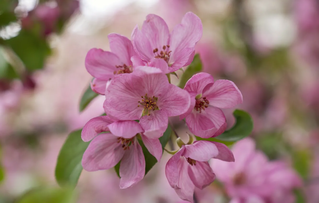 Photo wallpaper pink, spring, Flower, Apple