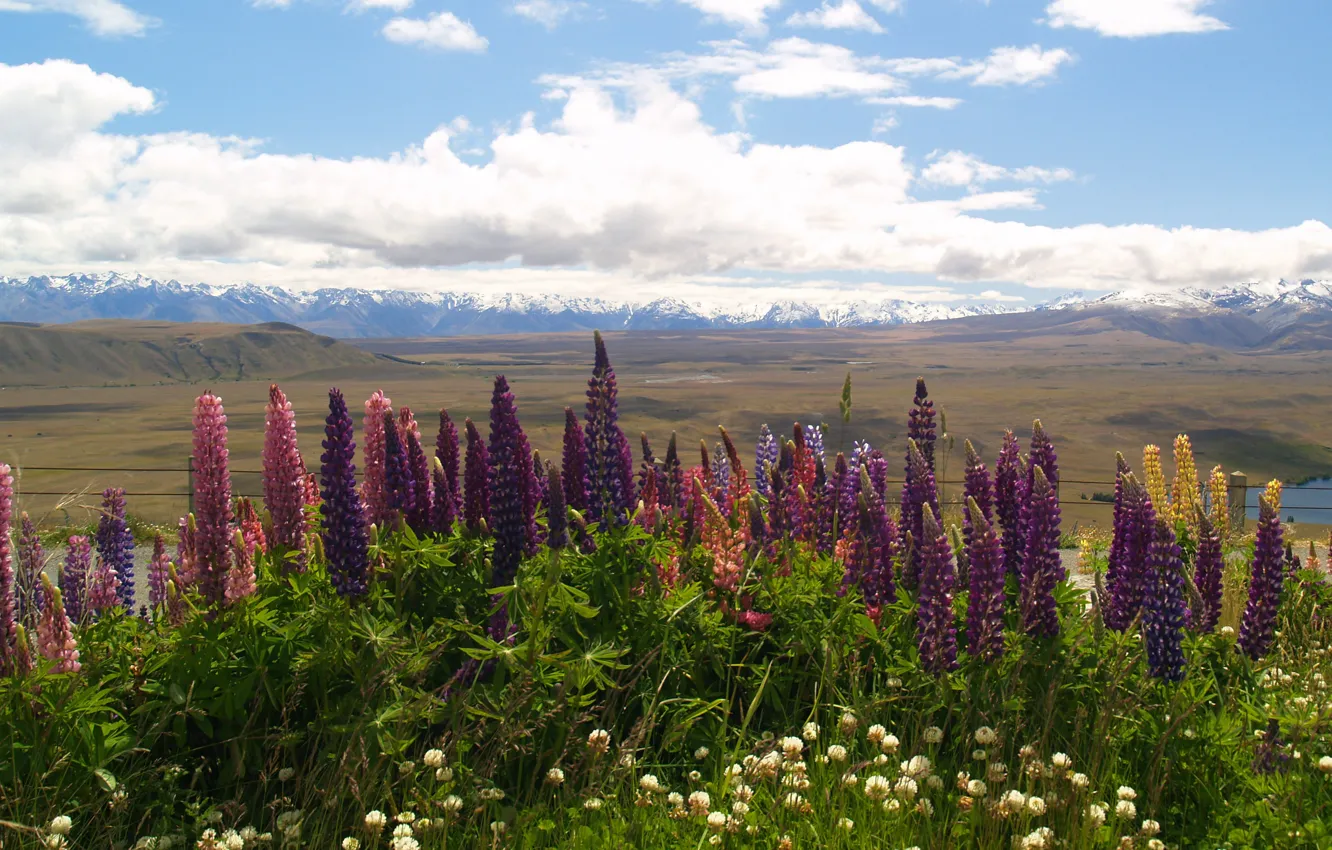 Photo wallpaper field, summer, the sky, clouds, snow, flowers, mountains, blue