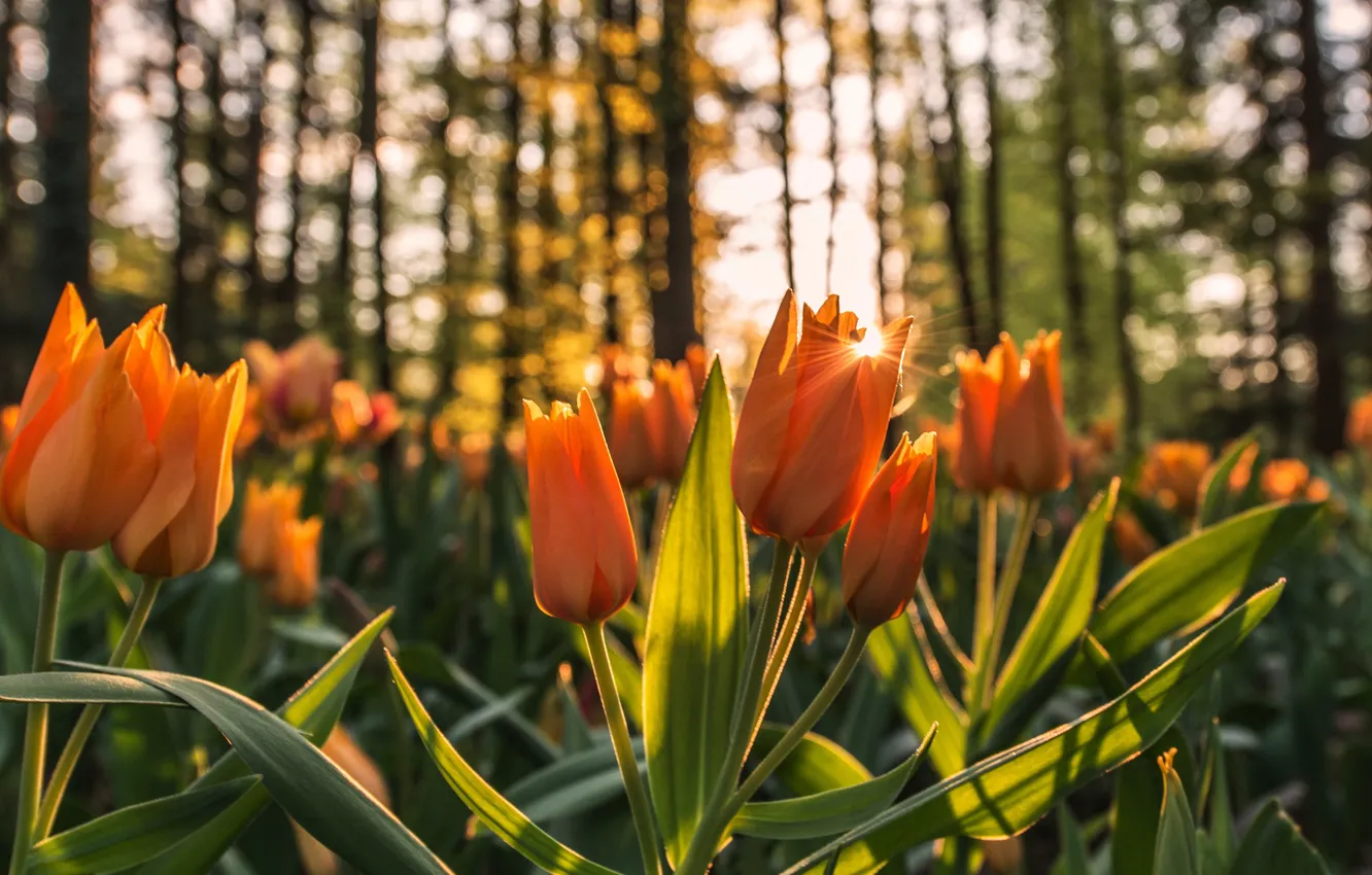 Photo wallpaper light, flowers, Park, tulips, orange