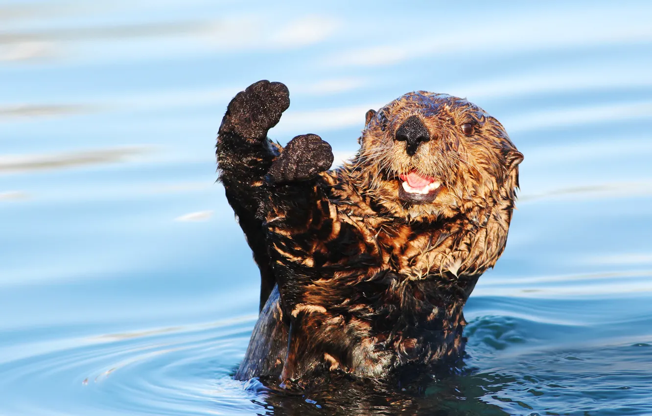 Photo wallpaper water, legs, wet, otter