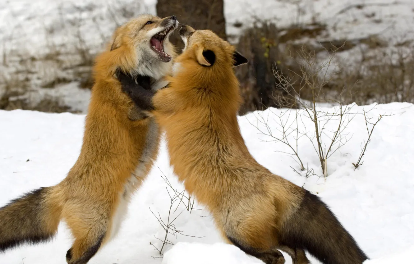 Photo wallpaper FOREST, PAIR, TAIL, WOOL, MOUTH, WINTER, The GAME, TEETH
