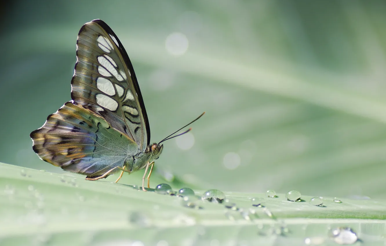 Photo wallpaper leaves, drops, Rosa, butterfly, plant, tropical