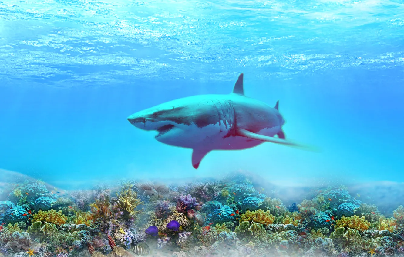 Photo wallpaper sea, water, color, shark, corals