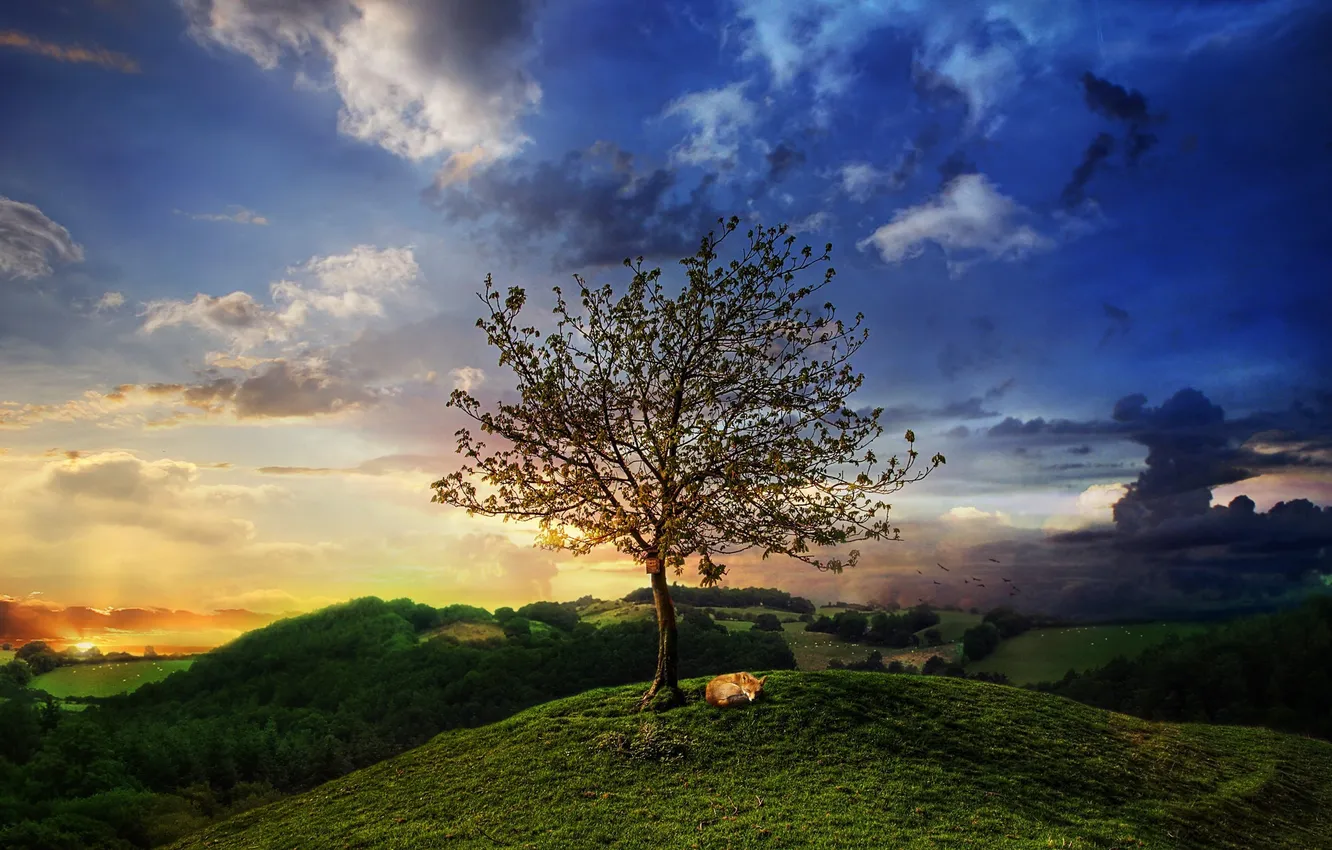 Photo wallpaper grass, trees, sunset, hills, the evening, art, Fox, sleeping