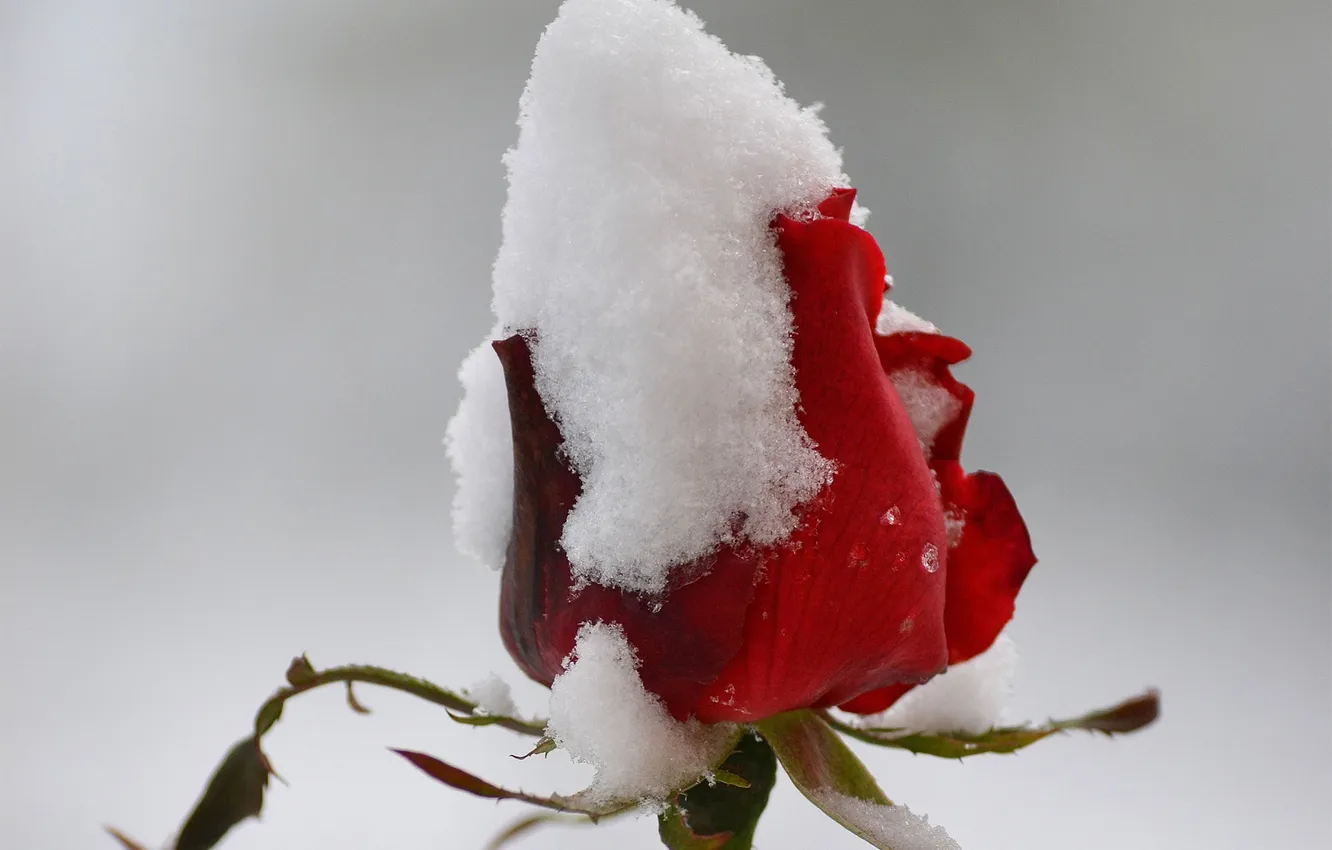 Photo wallpaper snow, flowers, red, roses, buds