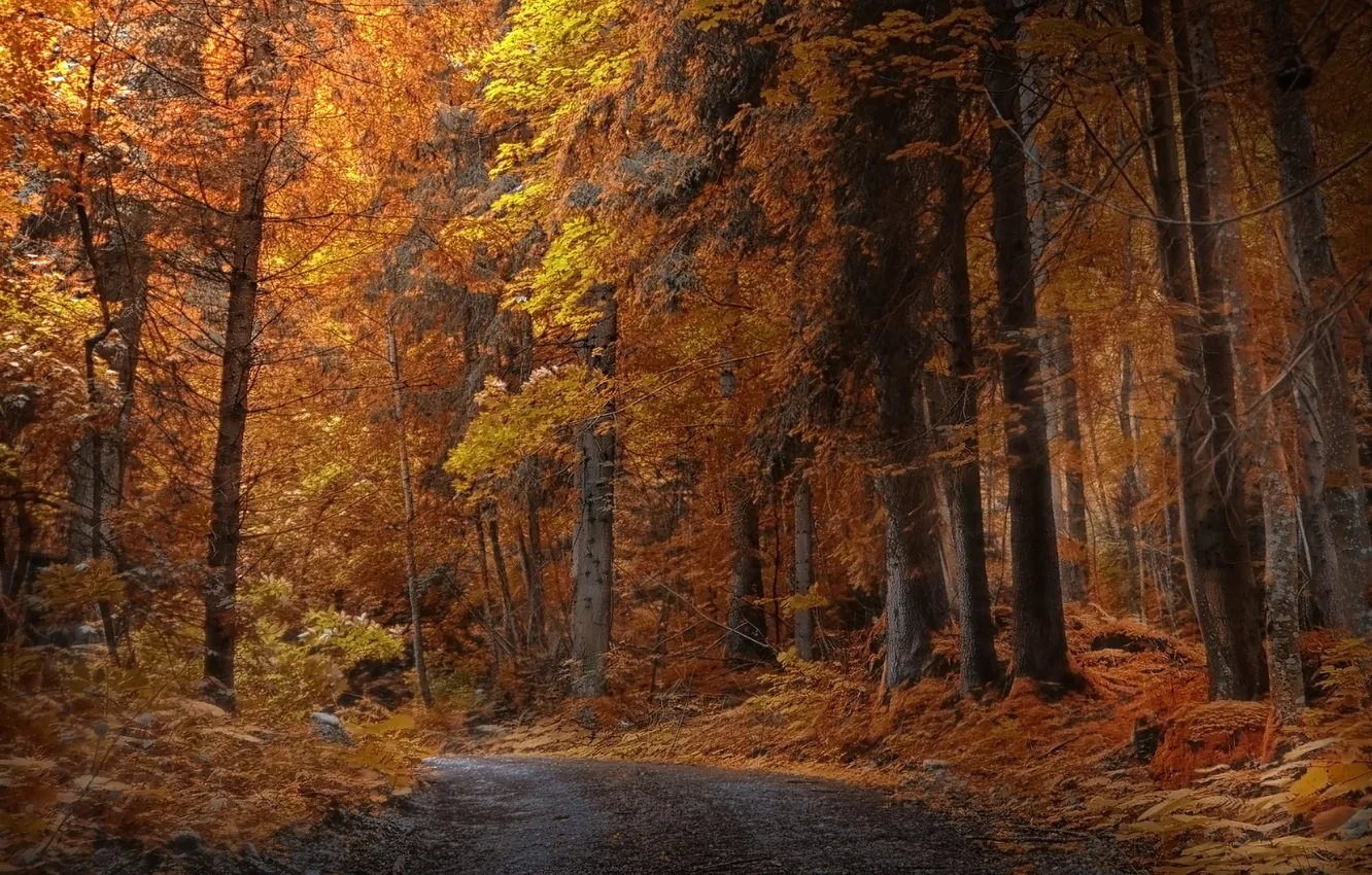 Photo wallpaper road, autumn, forest, trees