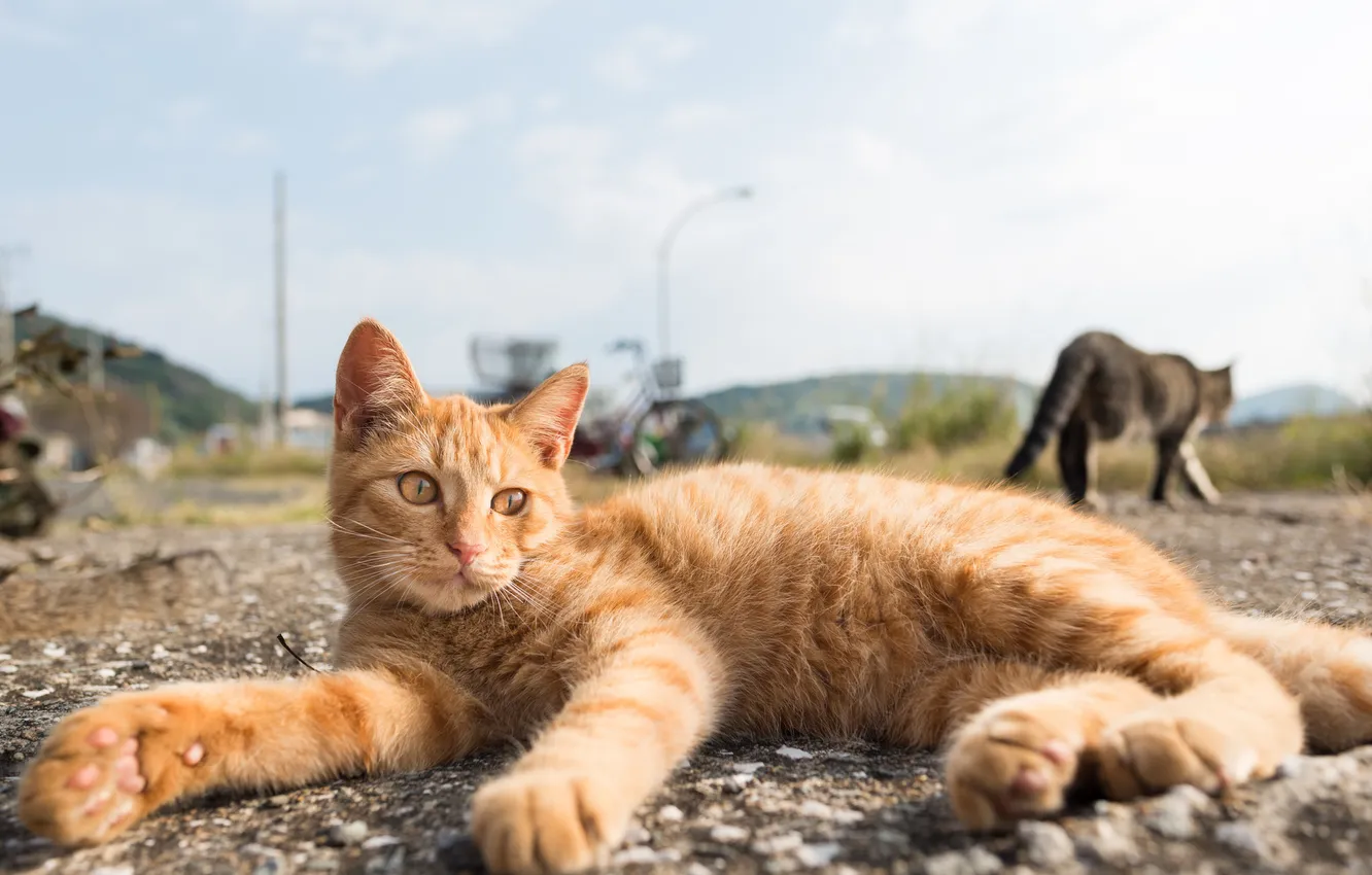 Photo wallpaper cat, stay, lies, red