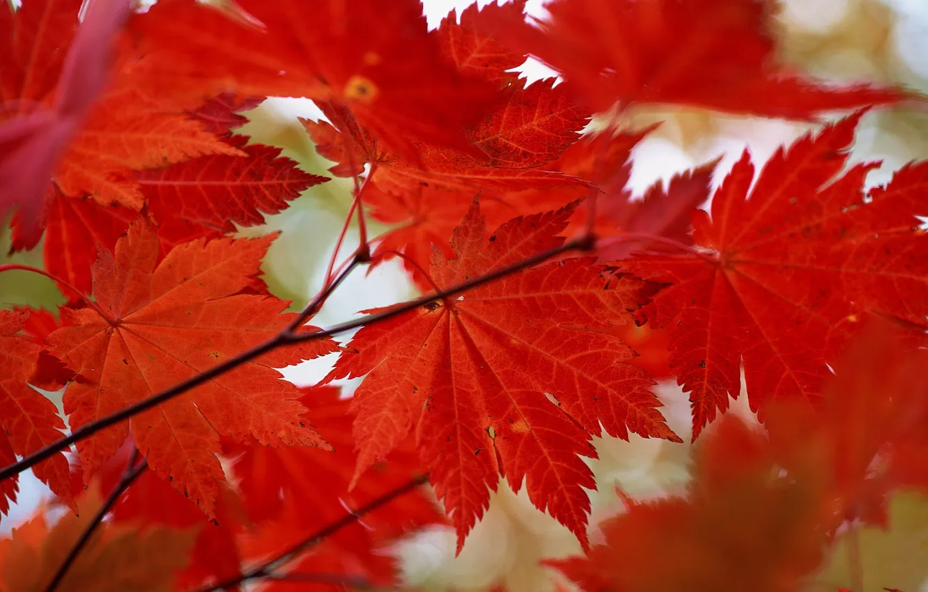 Photo wallpaper autumn, leaves, maple