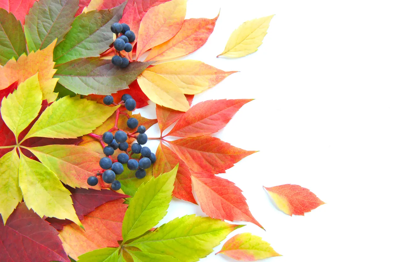 Photo wallpaper autumn, leaves, berries