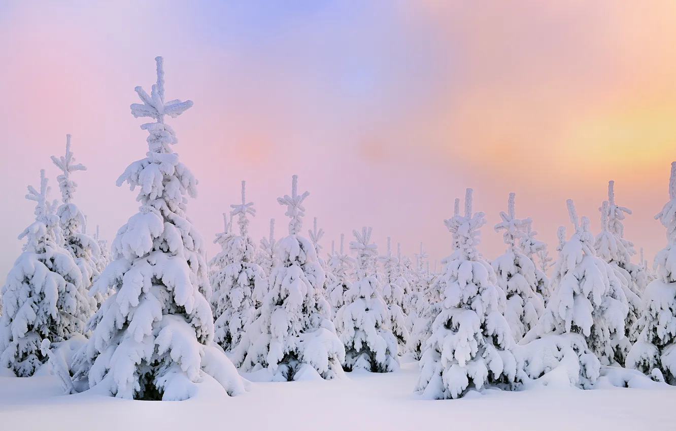 Photo wallpaper winter, snow, dawn, tree