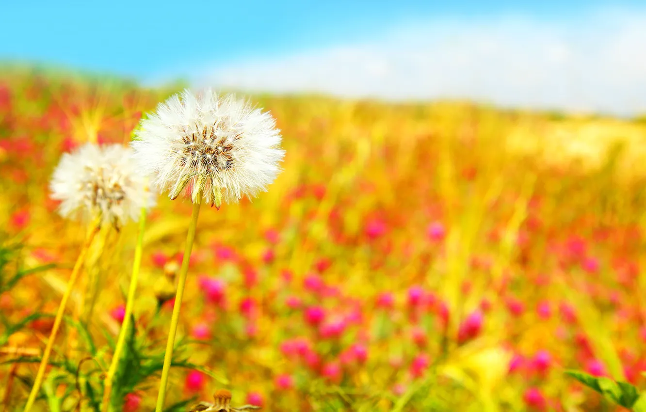 Photo wallpaper field, the sky, flowers, nature, blue, spring, white, dandelions