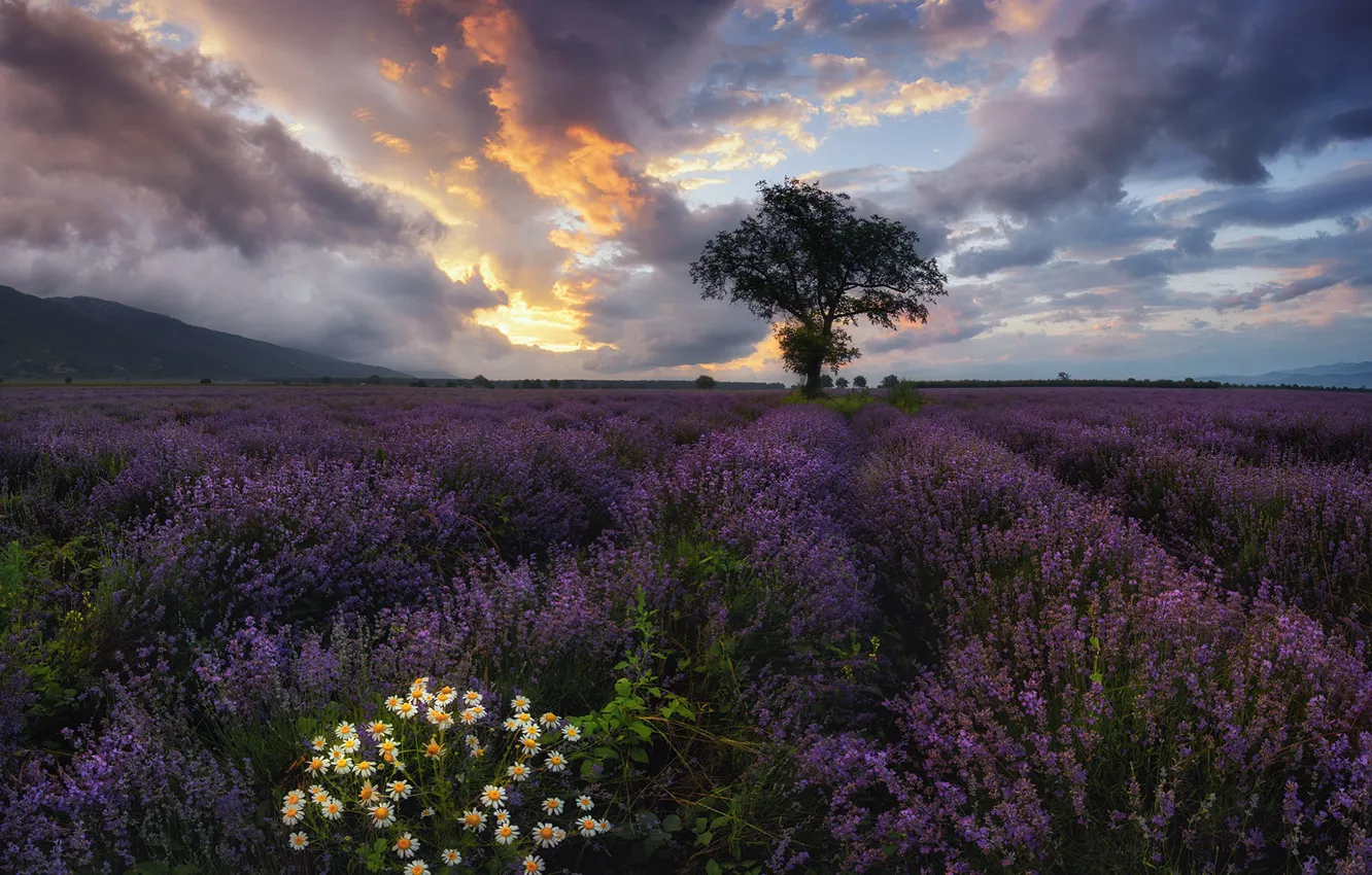 Photo wallpaper field, flowers, tree, chamomile, lavender, Bulgaria