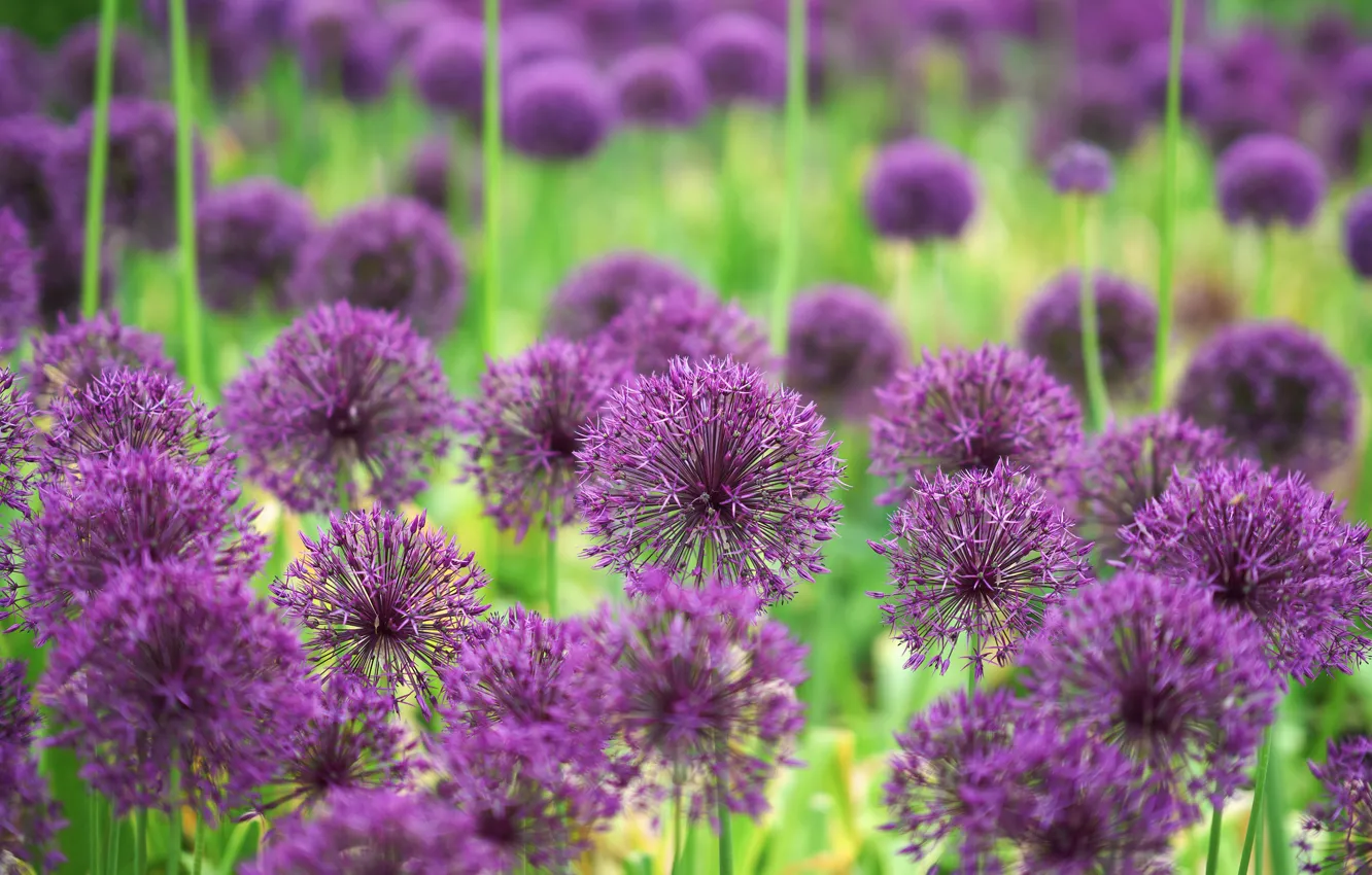 Photo wallpaper field, flowers, glade, flowerbed, a lot, lilac, Allium, decorative bow