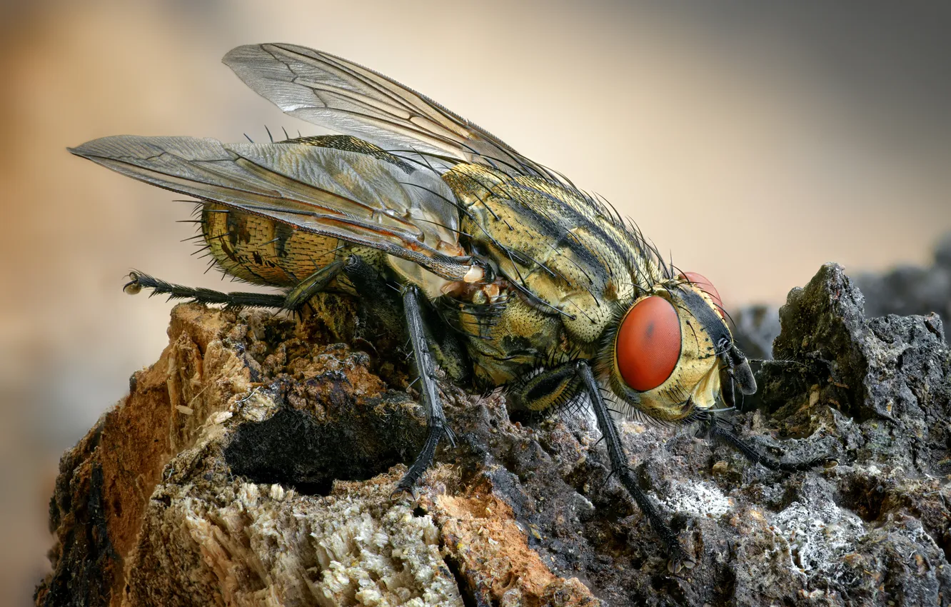 Photo wallpaper eyes, wings, fly
