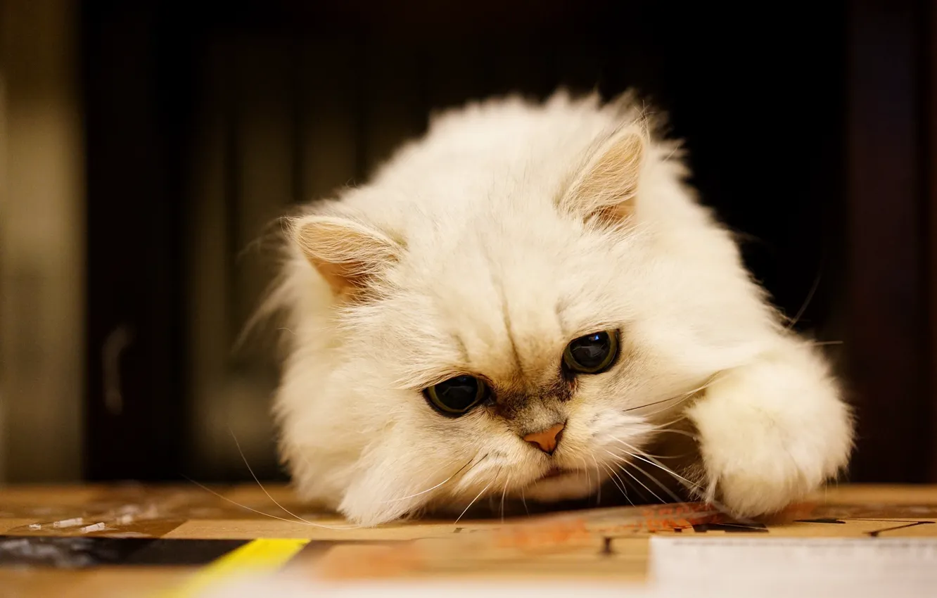 Photo wallpaper cat, white, cat, look, face, the dark background, fluffy, Persian