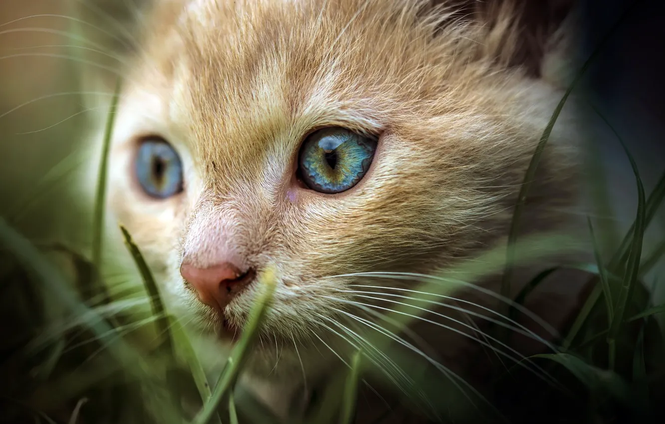 Photo wallpaper cat, grass, eyes, look, portrait, muzzle, hunting, red