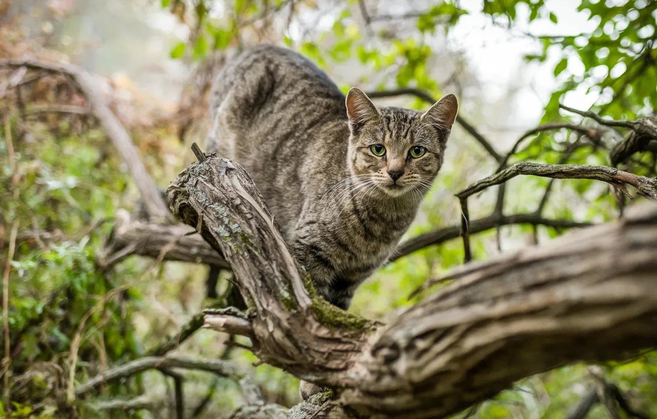Photo wallpaper cat, cat, branches, nature, grey, foliage, striped, cute