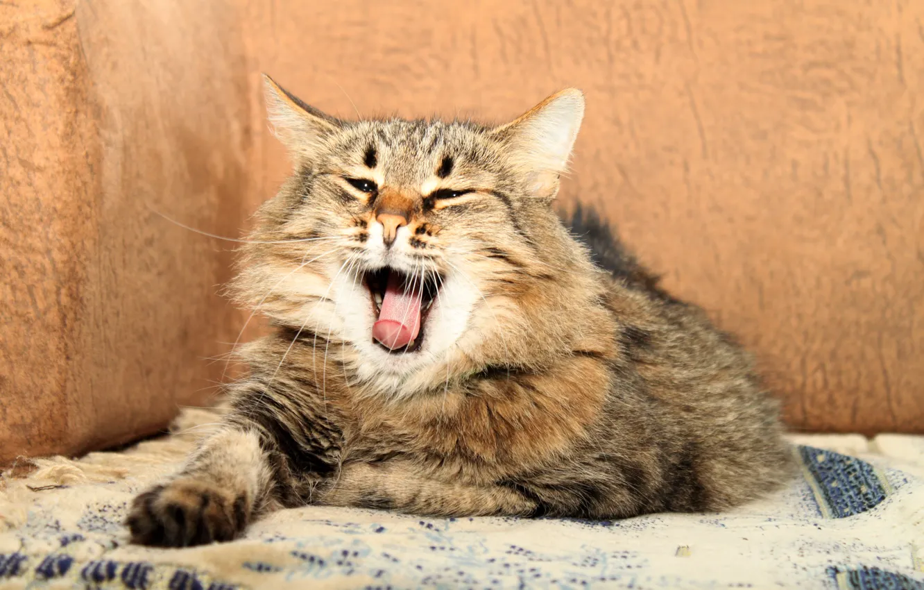 Photo wallpaper cat, fluffy, lies, yawns