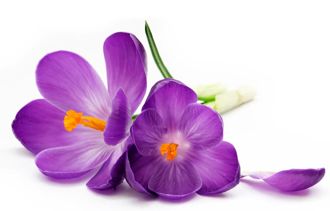 Photo wallpaper petal, purple, crocuses, white background