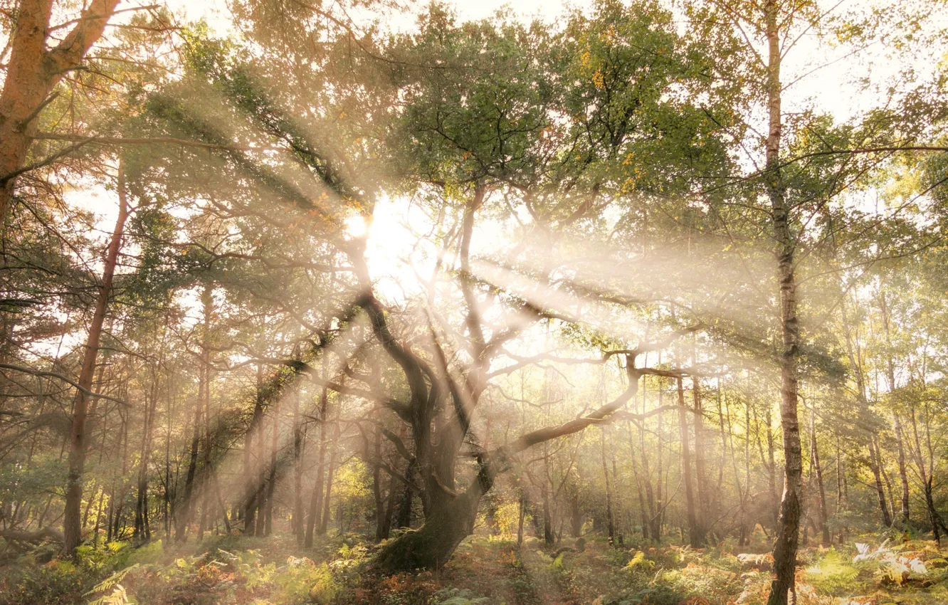 Photo wallpaper greens, forest, leaves, the sun, rays, light, trees, trunk