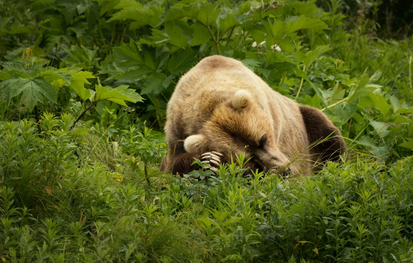 Photo wallpaper bear, face, brown, glade, leaves, claws, greens, sleeping, tired, sleep, pose, lies, green, stay, paws, …