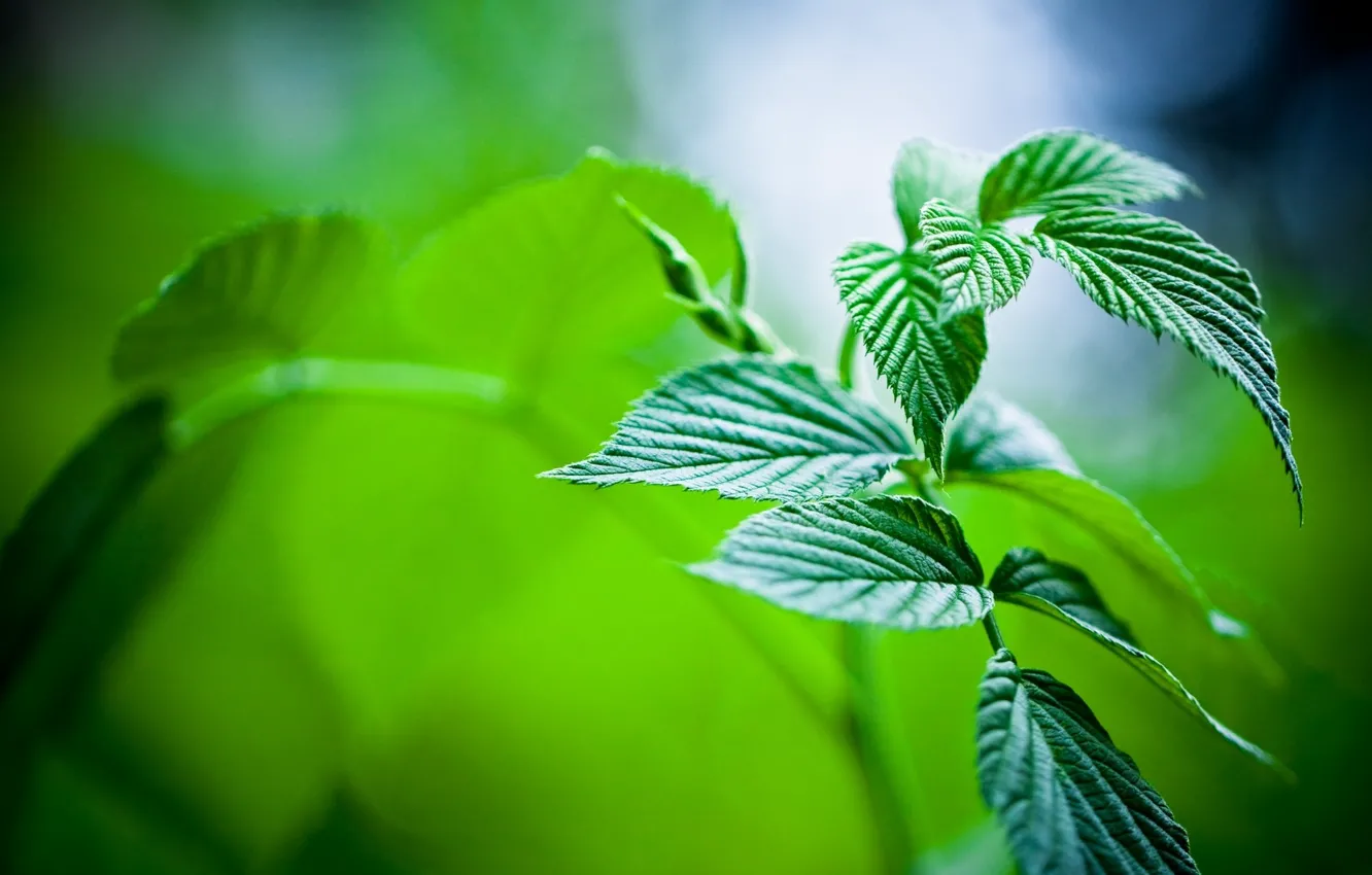Photo wallpaper leaves, nature, plants, green, macro mint