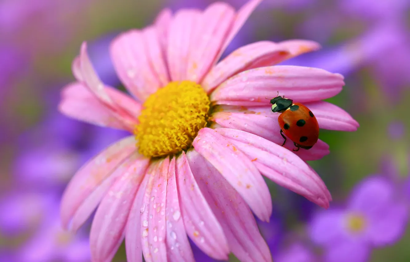 Photo wallpaper summer, macro, flowers, ladybug, beetle, blur, petals, insect