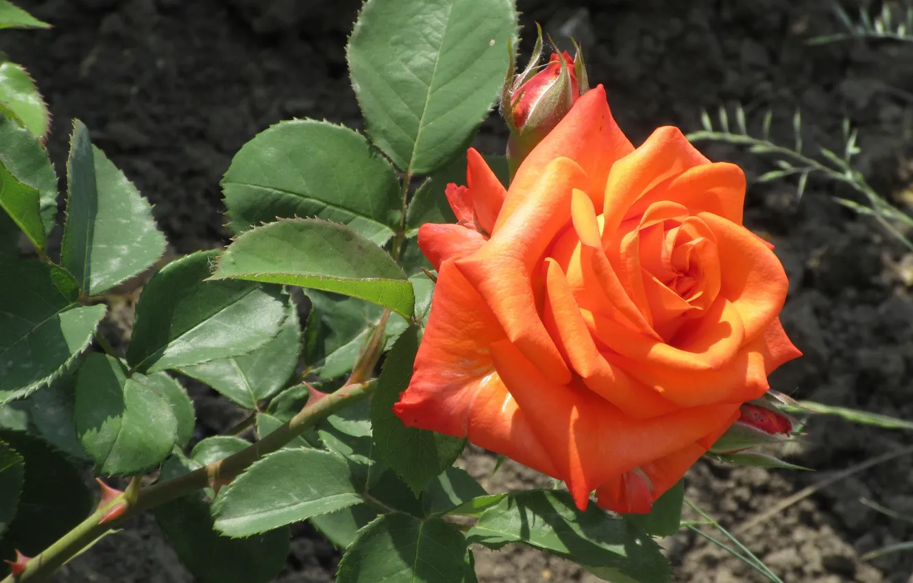 Photo wallpaper leaves, roses, Orange rose, Meduzanol ©, Summer 2018
