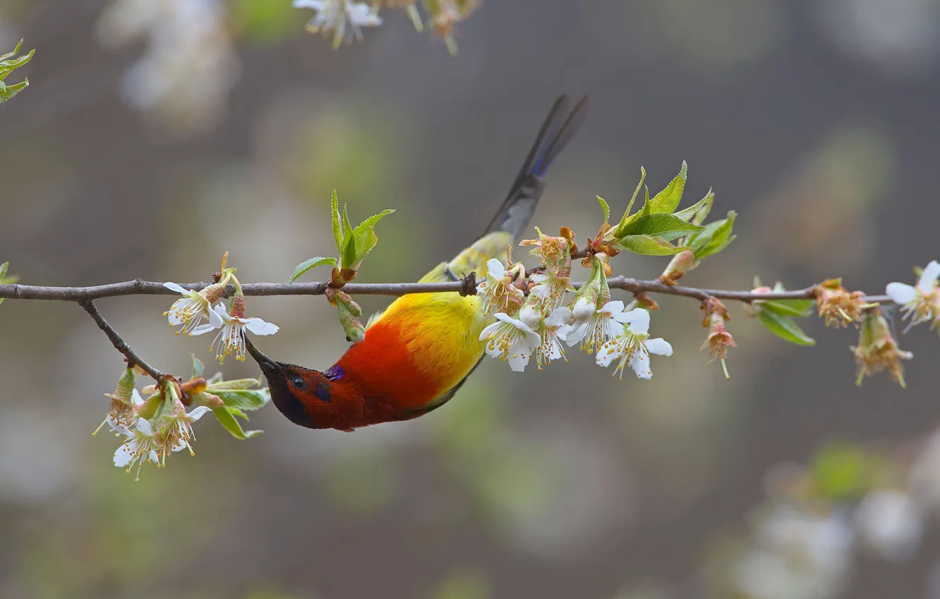 Photo wallpaper flowers, bird, branch, beak, the Sunbird