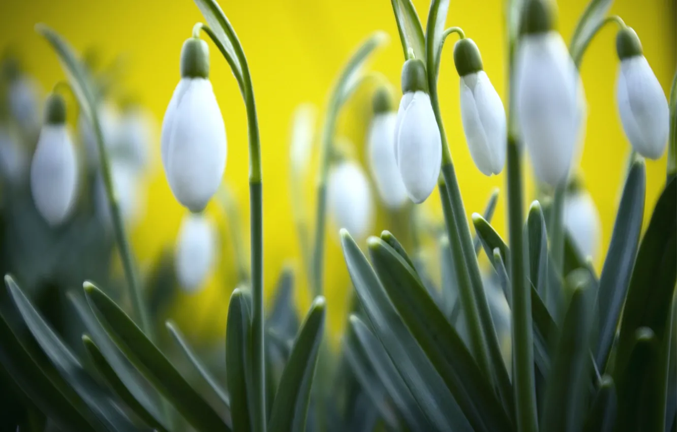 Photo wallpaper grass, macro, yellow, background, spring, blur, snowdrops