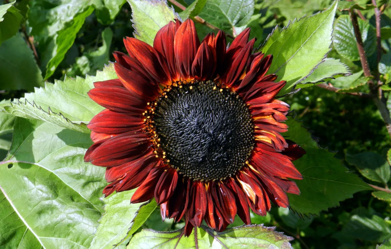 Photo wallpaper flower, sunflower, brown