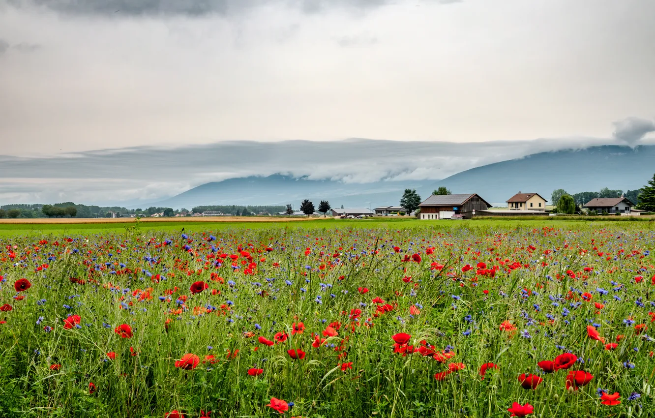 Photo wallpaper field, summer, flowers, fog, hills, Maki, dal, meadow