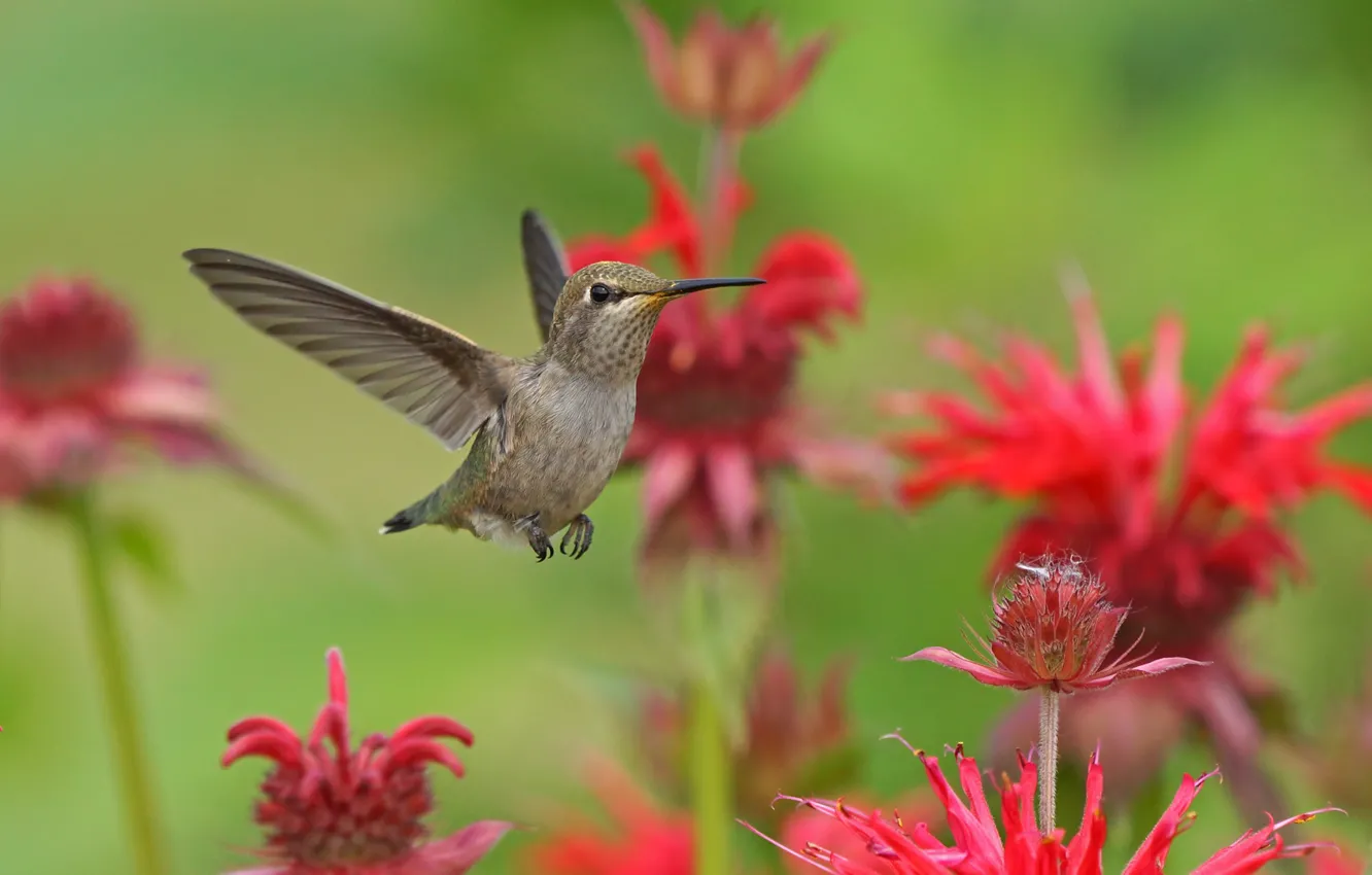 Photo wallpaper flight, flowers, nature, Hummingbird, bird