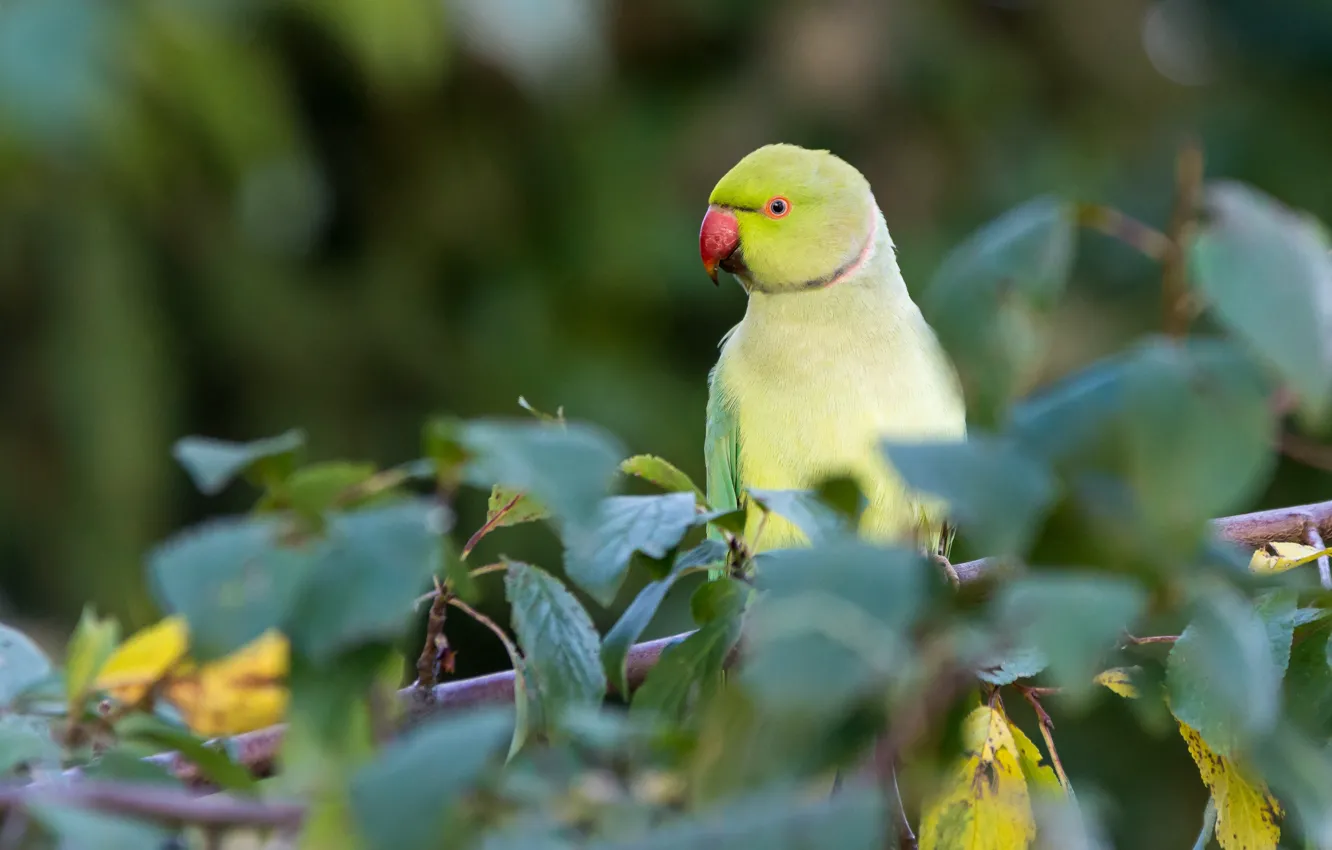 Photo wallpaper branches, green, bird, foliage, parrot, bokeh, Alexandrine parrot