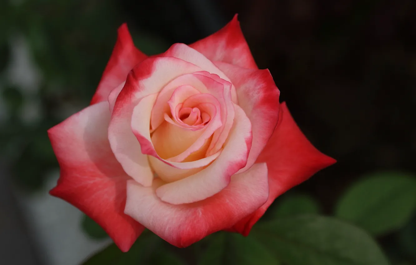 Photo wallpaper macro, roses, petals, buds, bokeh