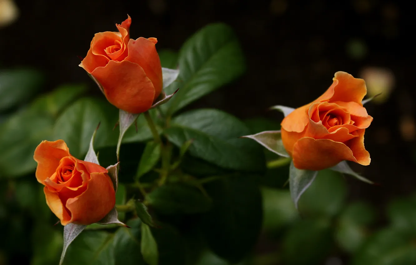 Photo wallpaper orange, roses, bouquet