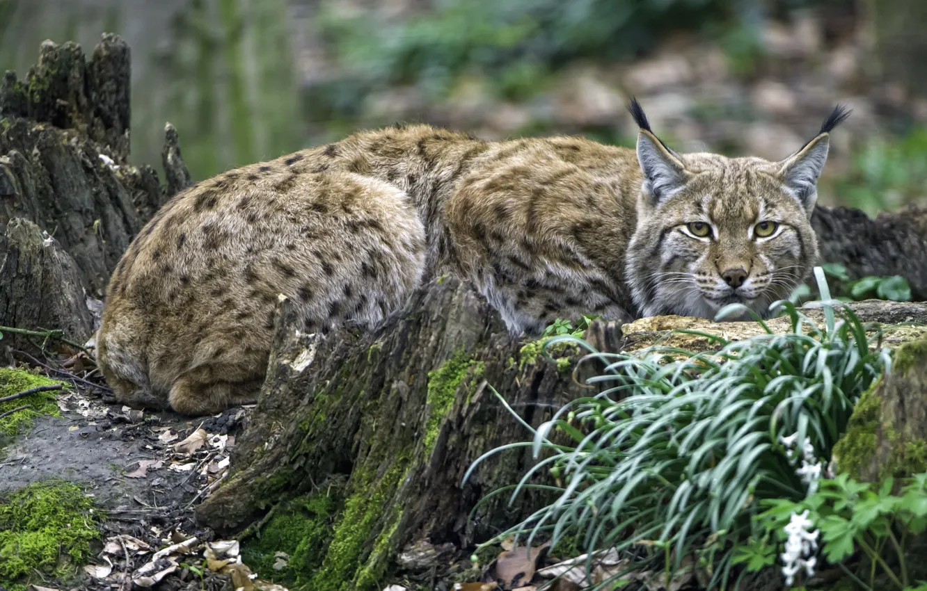 Photo wallpaper forest, predator, lynx