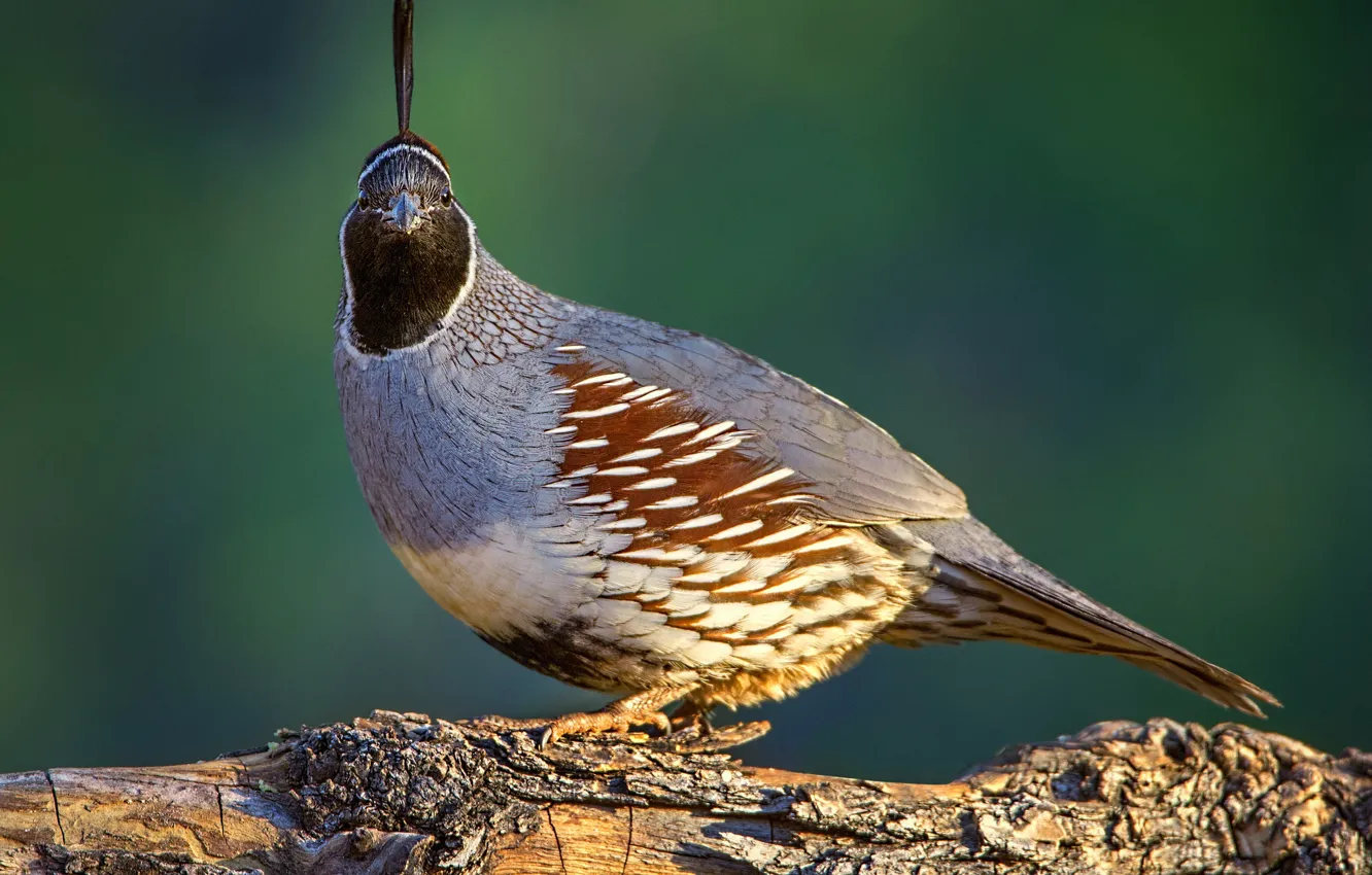 Photo wallpaper nature, bird, common quail crested