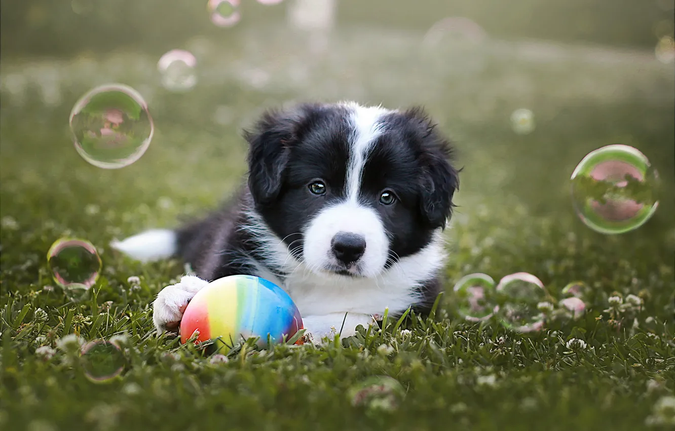 Photo wallpaper look, nature, glade, dog, baby, bubbles, puppy, black and white