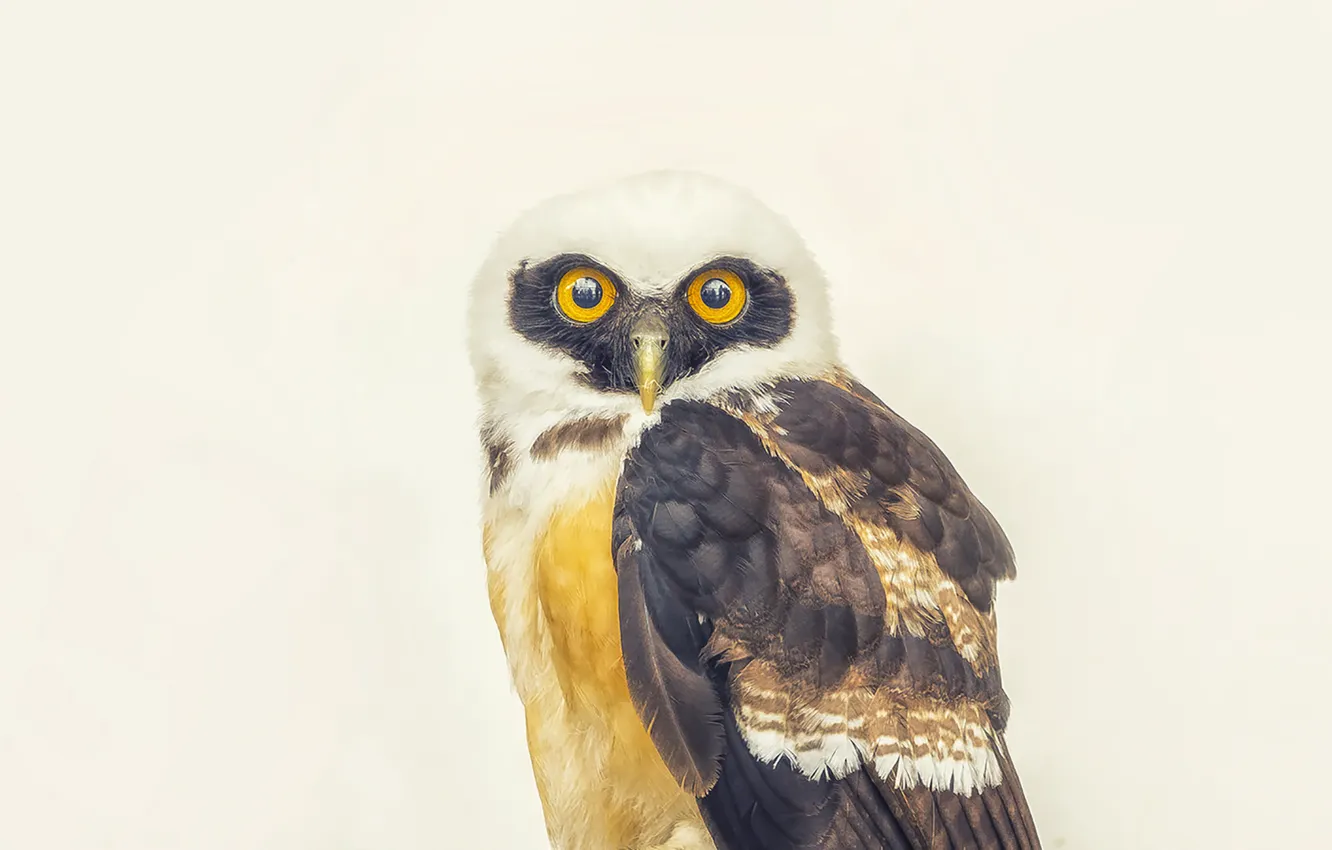 Photo wallpaper eyes, owl, beak, direct look